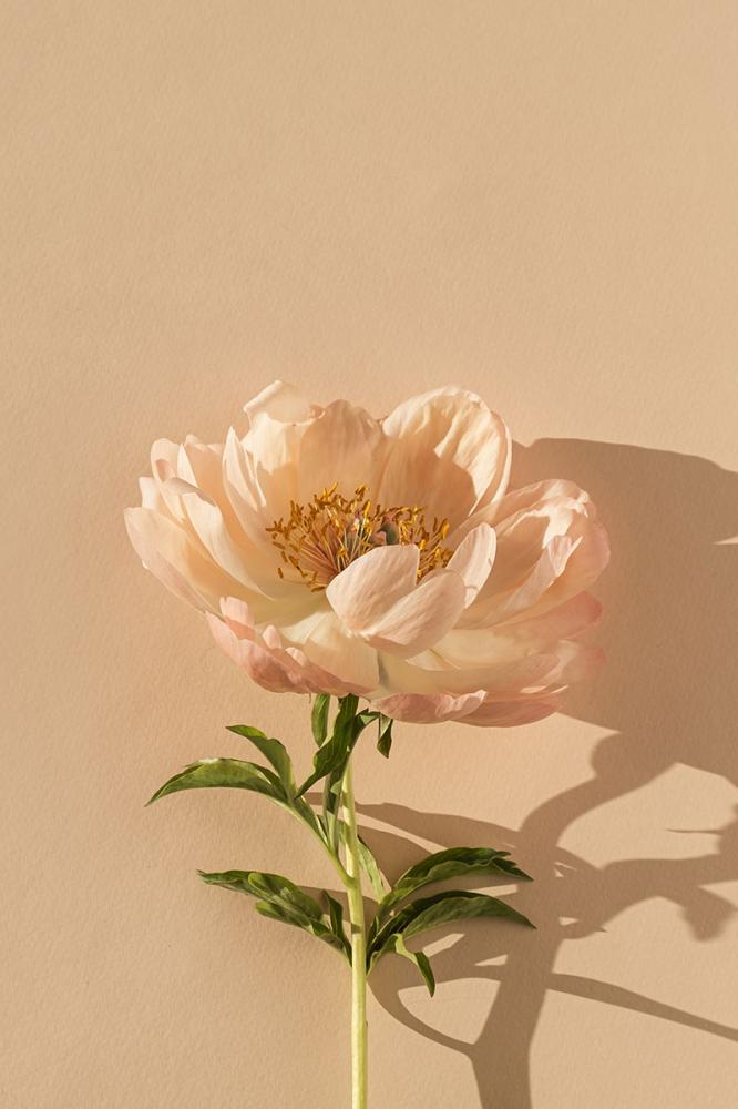 beauté-fleur